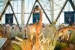 Taxidermy workshops offer wildlife lessons at Saudi falconry exhibition