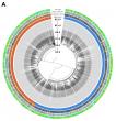From a single cell to 1.2 million: Scientists successfully create the largest cellular 'family tree' for a mammal