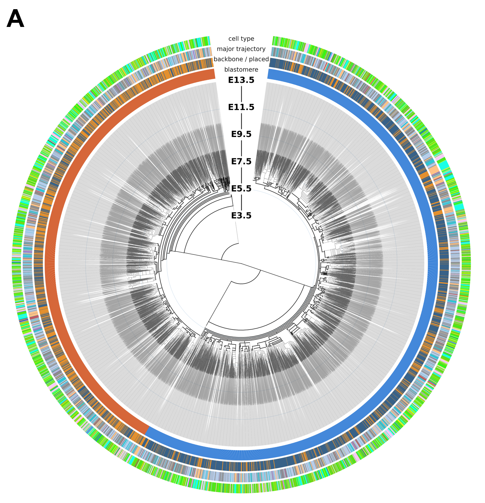 From a single cell to 1.2 million: Scientists successfully create the largest cellular ‘family tree’ for a mammal