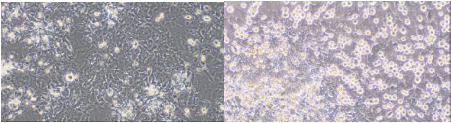 Cloud-Clone Primary Cardiac Cells: High-Fidelity In-vitro Models for Cardiovascular Research and Drug Evaluation