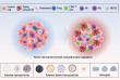 Polymeric nanomedicines reprogram the tumor microenvironment to turn cold tumors hot