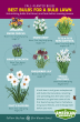 American Meadows Experts Share How to Create a Naturalizing Bulb Lawn for Early Spring Color 
