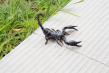Phoenix Scorpion Activity Shifts Indoors as Cool Months Set In