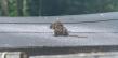 Roof Rat Activity Climbs in Chandler as Citrus Ripens and Nights Cool