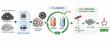 Industrial waste could help capture CO₂ and turn it into useful chemicals