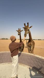 Mike Arens feeding giraffes from a viewing platform at Nofa Riyadh resort in Saudi Arabia