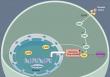 The MAPK/ERK Signaling Pathway: A Central Biological Hub Linking Basic Biology to Human Diseases