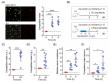 How Insertion Sequence-Mediated Gene Amplification Helps Acinetobacter baumannii Adapt to the Host
