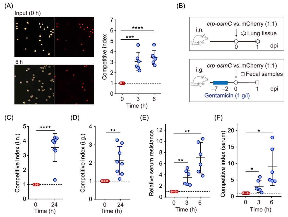 How Insertion Sequence-Mediated Gene Amplification Helps Acinetobacter baumannii Adapt to the Host