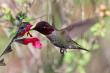 High Country Gardens Shares How to Plant a Hummingbird Garden This Fall for Spring and Summer Blooms