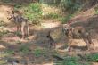 Critically Endangered Red Wolf Family Returns to Wolf Conservation Center