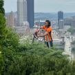 Tripoli Tree Care Explains When Pittsburgh Trees May Need Removal Before Winter