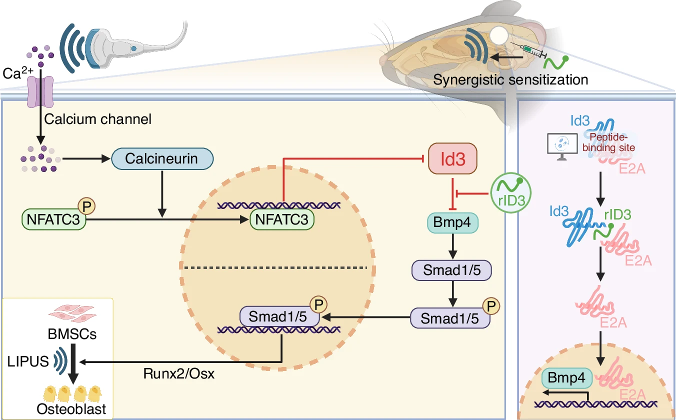 Scientists Identify Id3 as a Molecular Brake That Could Enhance Ultrasound-Induced Bone Regeneration