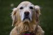 Do Senior Dogs and Cats Still Need Booster Vaccines? How Antibody Titer Testing Helps Guide Vaccination Decisions