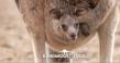 New Investigation Exposes Food Safety Failures in Australia’s Kangaroo Bushmeat Trade