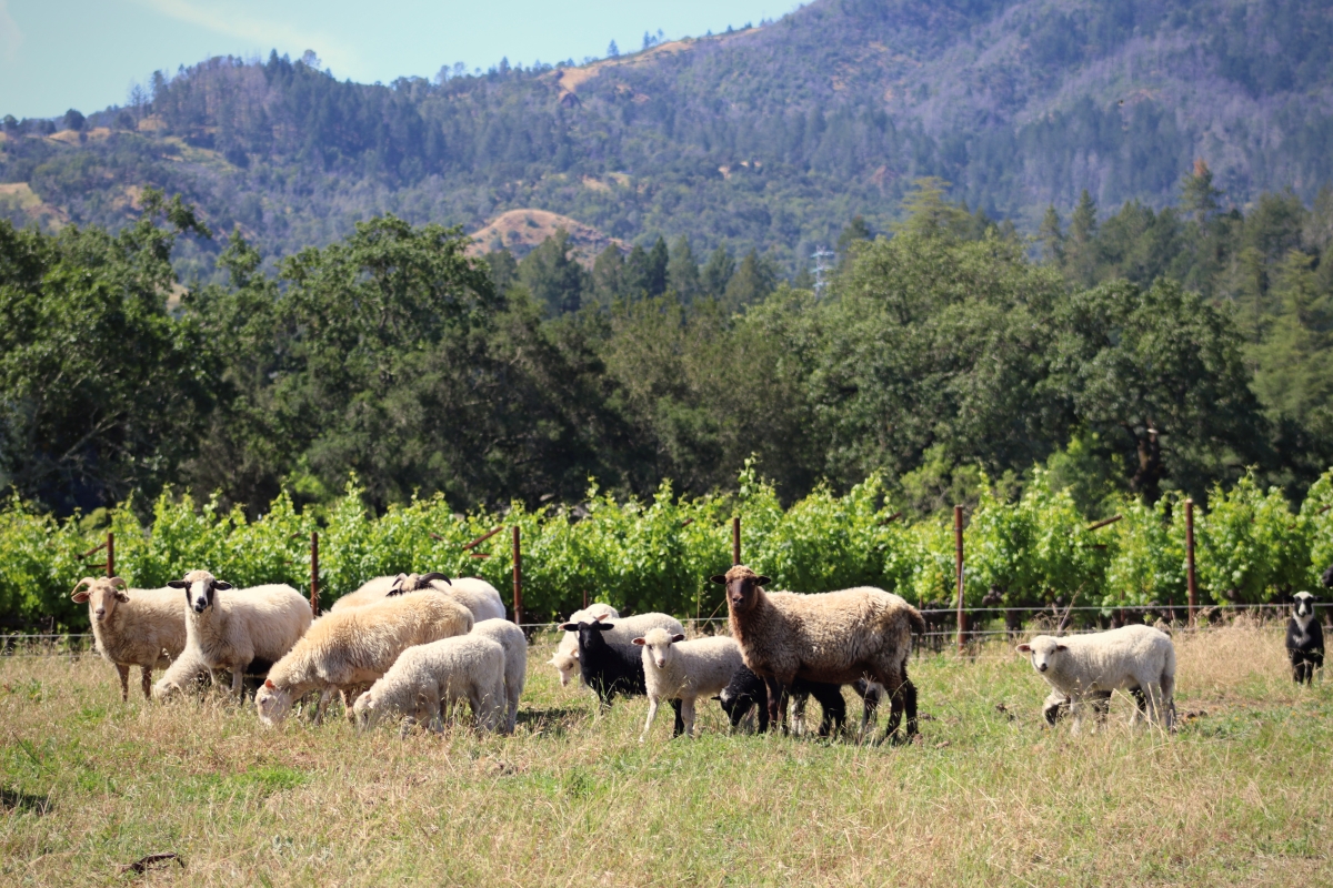 Napa Green Leverages $3M Grant to Empower Local Farmers with Conservation Planning & Funding Regenerative Practices