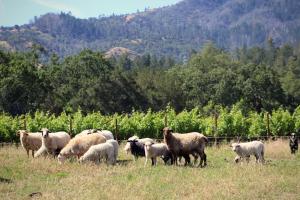 Rotational Grazing in action at a Regenerative Vineyard site