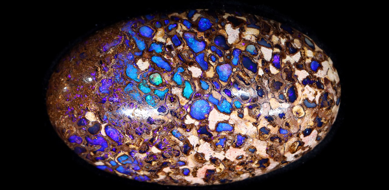 Opal Collector Uncovers Remarkable History of Rare Opalised Dinosaur Vertebrae