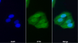 Unlocking Key Codes of Apoptosis: Cloud-Clone XIAP Antibody Empowers Multi-Application Research