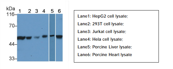Unlocking Key Codes of Apoptosis: Cloud-Clone XIAP Antibody Empowers Multi-Application Research