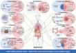 Precision STING delivery could help convert immune-desert tumors into inflamed tumors