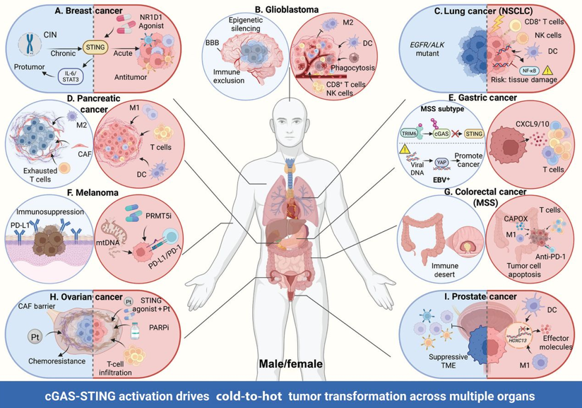 Precision STING delivery could help convert immune-desert tumors into inflamed tumors
