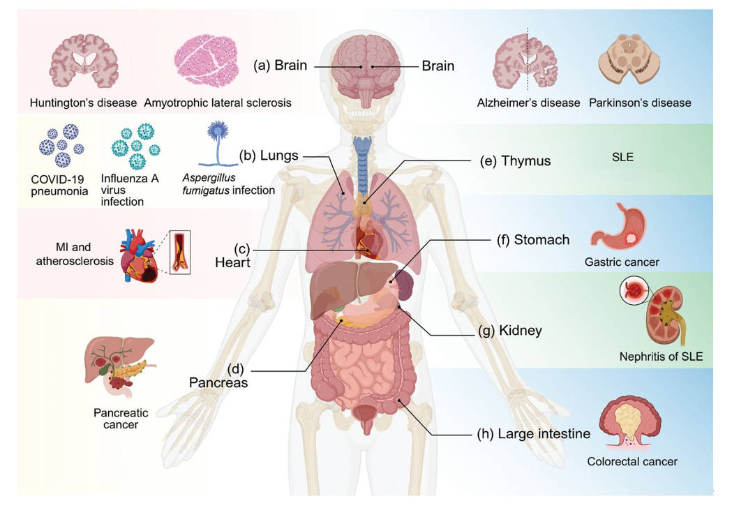 PANoptosis emerges as a unified cell-death hub and a promising drug target