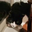 Cat with Gingivostomatitis Experiences Relief after Treatment with VetStem Cell Therapy