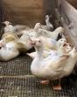 DC and Denver Voters Weigh Foie Gras Measures as Animal Outlook Footage Circulates