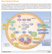 Hippo Signaling Pathway Research Gets Full-coverage Support with Cloud-Clone’s 97 Target-specific Antibodies