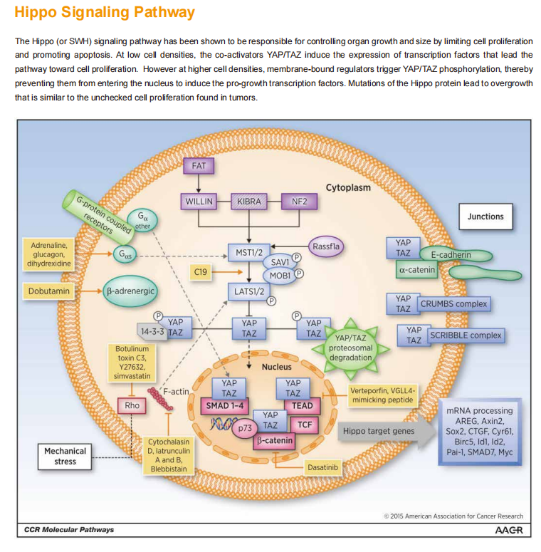 Hippo Signaling Pathway Research Gets Full-coverage Support with Cloud-Clone’s 97 Target-specific Antibodies