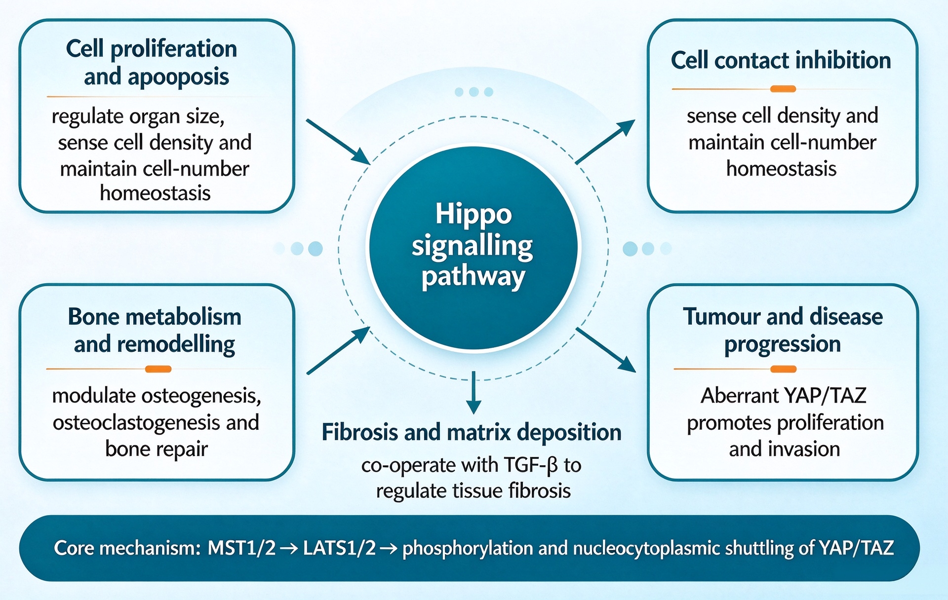 Decoding Hippo Pathway Crosstalk: Validated Cloud-Clone Antibodies Enable Multi-pathway Interaction Research