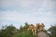 Where to Go in 2027 According to Go2Africa’s Safari Experts