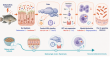 Deltamethrin impairs fish immunity through the brain-thyroid-immune axis