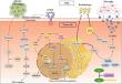 Chinese Neurosurgical Journal Study Highlights Fatty Acid Metabolism as a Target in Glioma Treatment