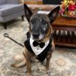 A Wine with a Mission: SHABO Winery and SPYRT Worldwide Launch Rosé’s Rosé to Support Lifesaving Mine Detection Dogs