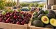 SeedMatch Group Launches Agricultural Goods Marketplace, Connecting Projects to Global Buyers