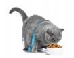 New research suggests vegan-fed cats may be less overweight
