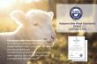 Sustainable Merino Wool Base Layer for Outdoor and Travel Use from WOOLCANO with RWS Certification