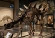 Unveiling Authenticity in Paleontological Displays: Hidinosaurs and Standard Replicas Compared for Museum-Grade Impact