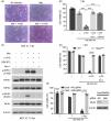 z‐VAD‐FMK triggers macrophage necroptosis during mycobacterial infection via a non‐canonical off‐target mechanism