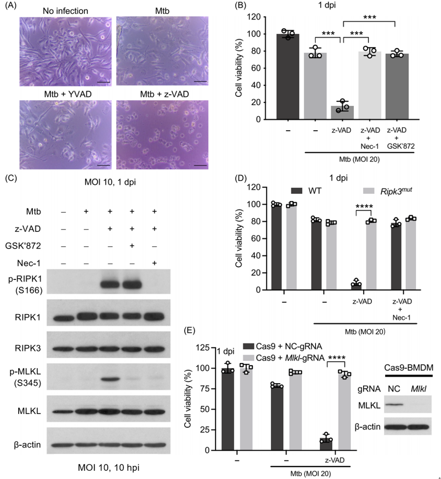 z‐VAD‐FMK triggers macrophage necroptosis during mycobacterial infection via a non‐canonical off‐target mechanism