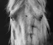 Denver Exhibition Documents Colorado’s Wild Horses, From Life on the Range to Roundup and Beyond 