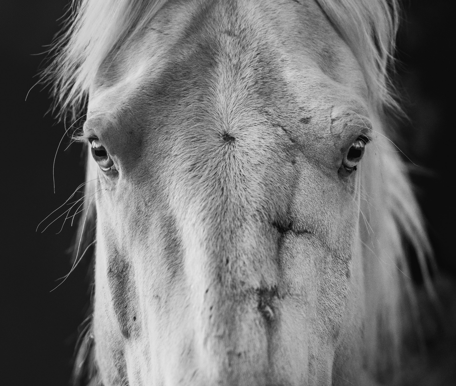 Denver Exhibition Documents Colorado’s Wild Horses, From Life on the Range to Roundup and Beyond