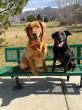 Off Leash K9 Training of Salt Lake City Offers Board and Train Solution for Dogs Ahead of Holiday Travel and Guests
