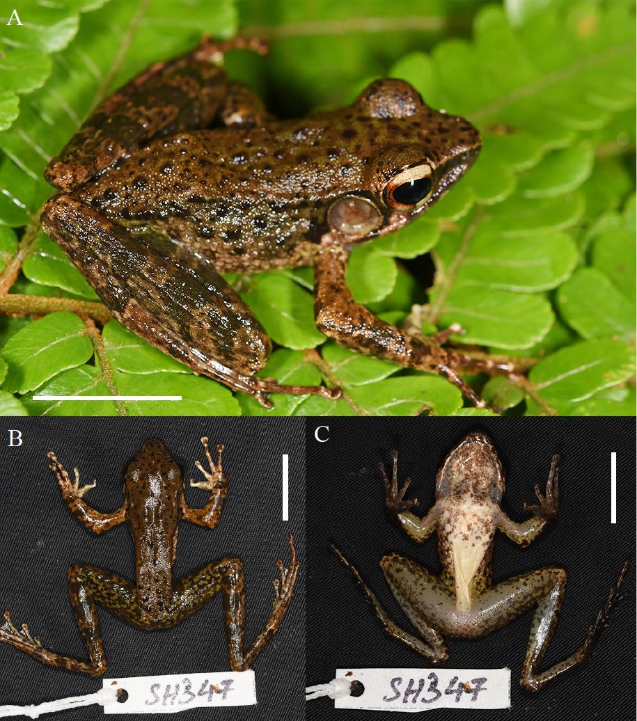 Miniature odorous frog with an oversized tympanum discovered in southern Vietnam
