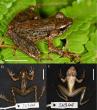 Miniature odorous frog with an oversized tympanum discovered in southern Vietnam