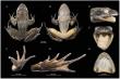 New brown frog species discovered in Chongqing, China
