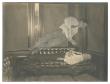 Houdini Returns to Hollywood on Halloween for Centennial Auction of 100 Rare Artifacts