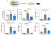 Human-Sourced Probiotic PD01 Cuts up to 91.35% of Various Gut Microplastic Types in Peer-Reviewed Mouse Study